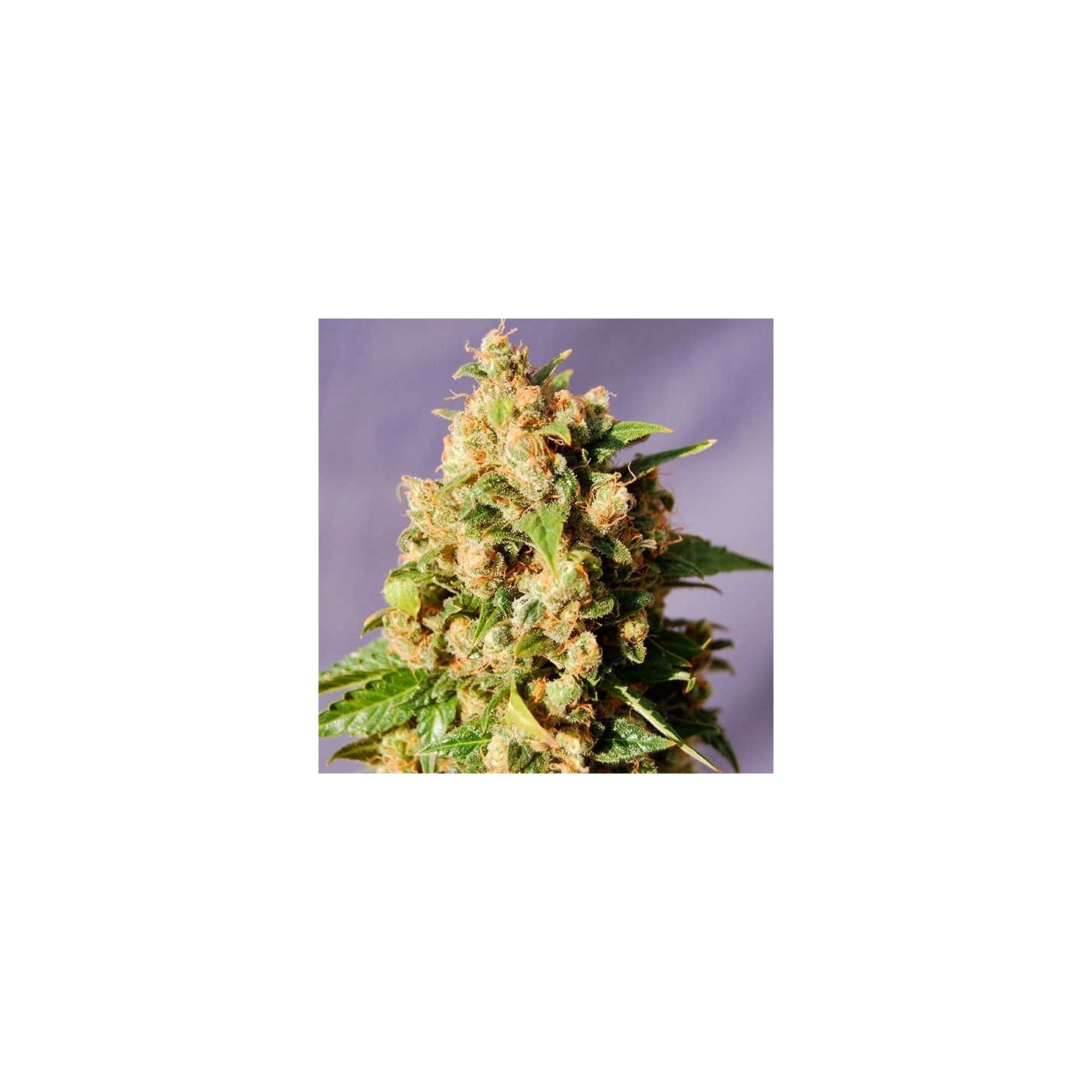 Kiss Feminizada de Kannabia Seeds