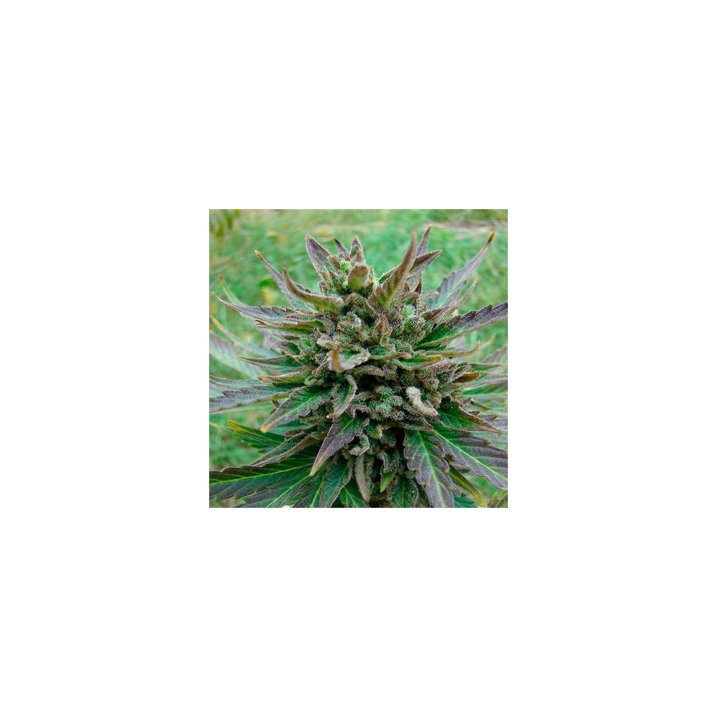 Kickass Autofloreciente Feminizada de Kannabia Seeds