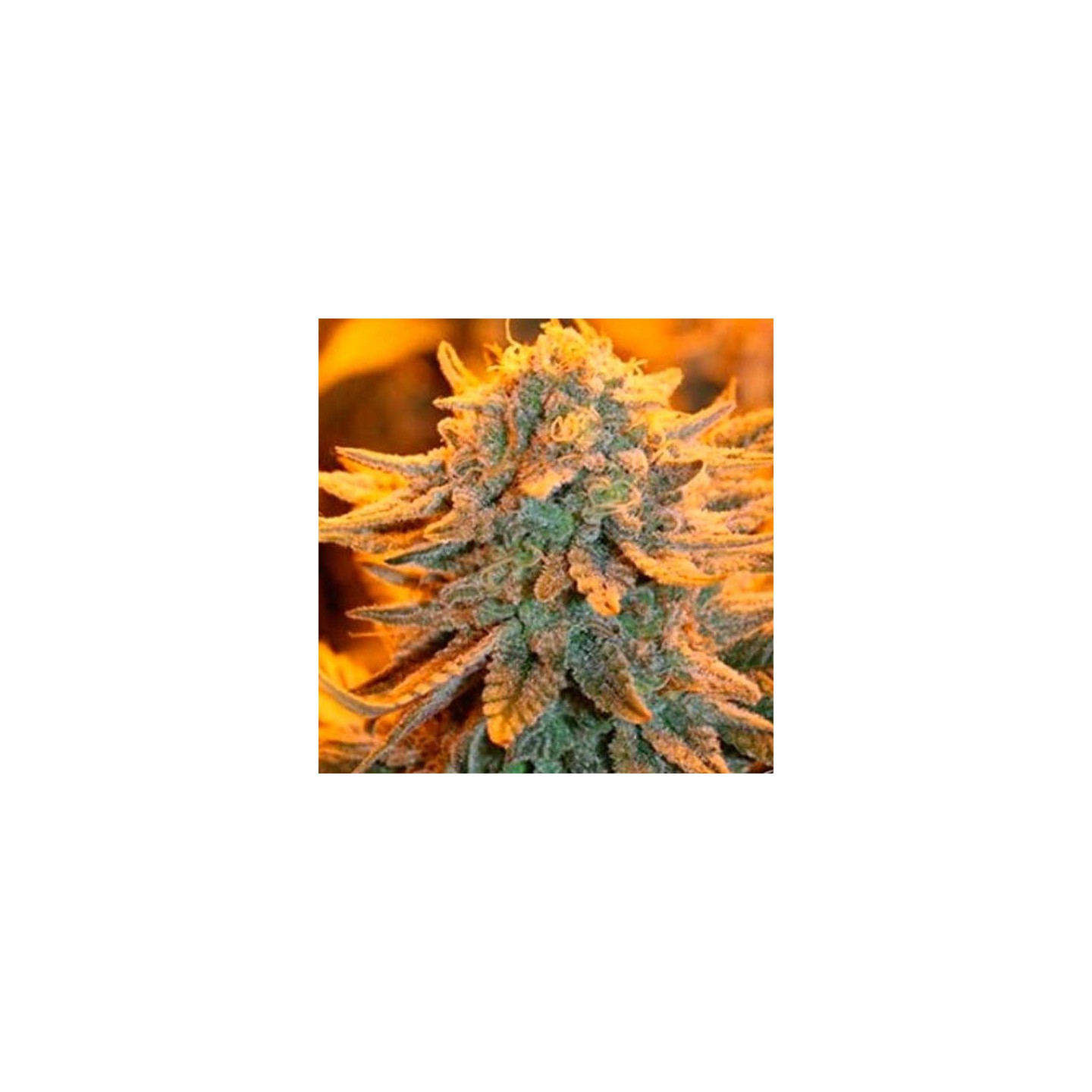 K.C. 42 Regular de K.C. Brains