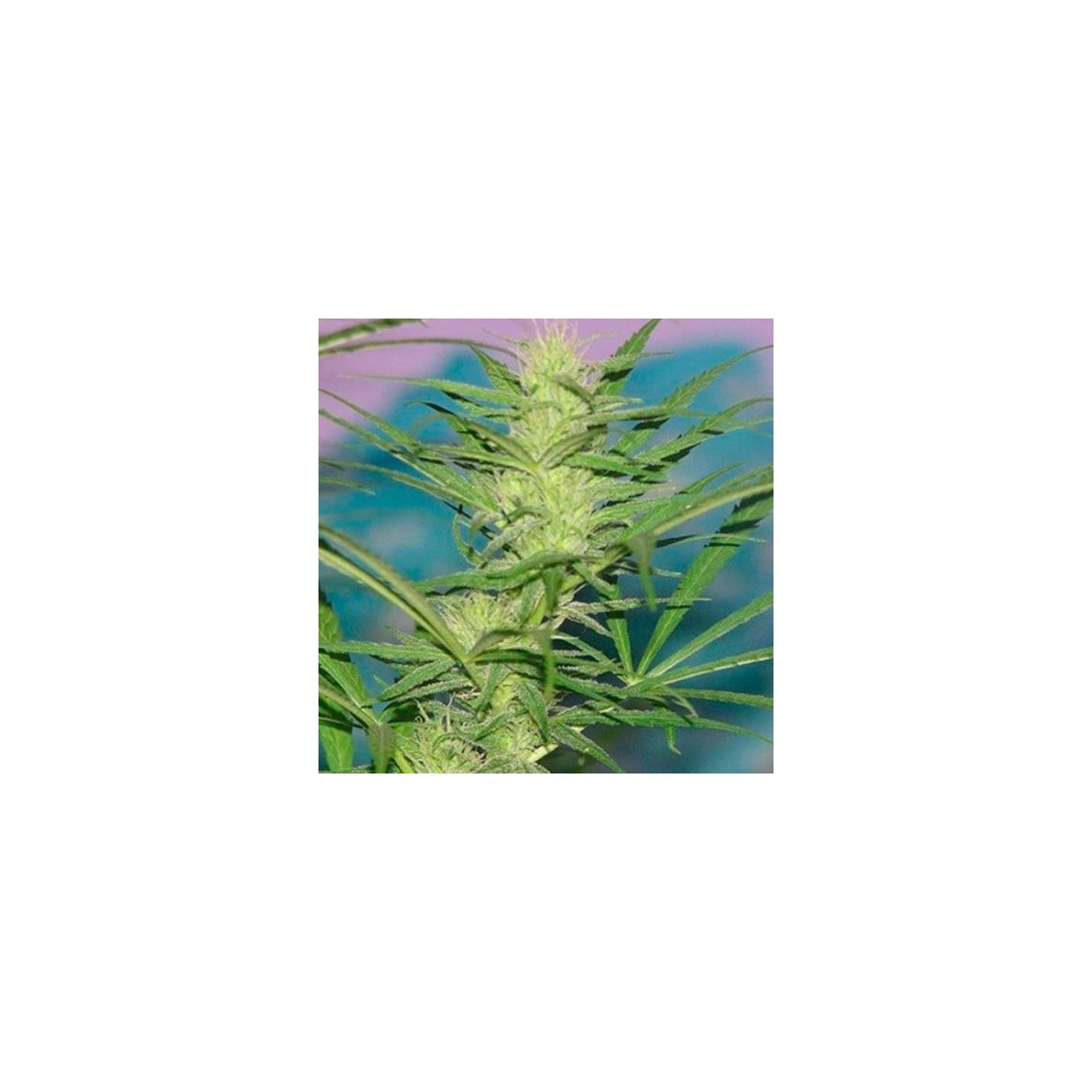 Her Majesty Feminizada de Original Delicatessen