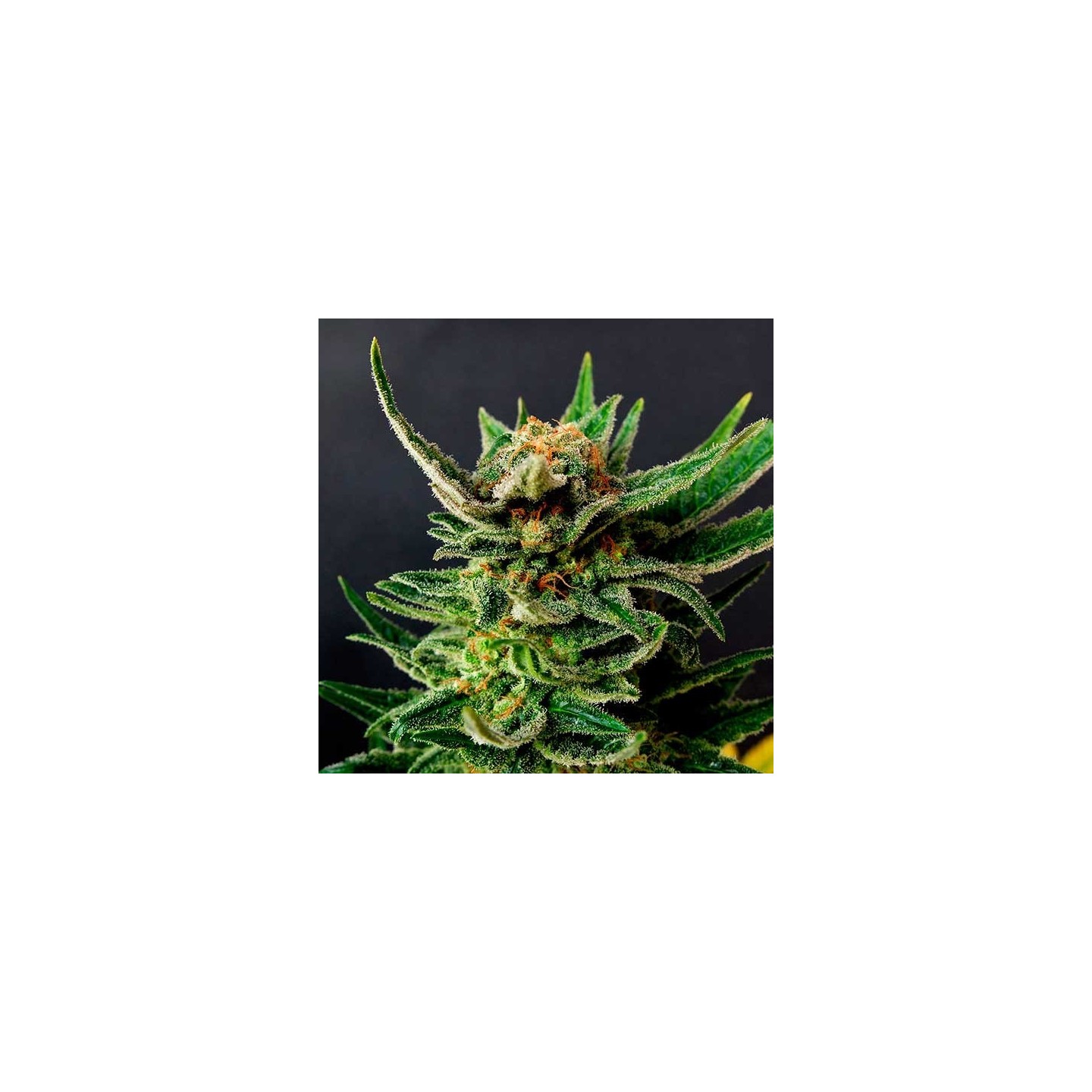 Gypsy Kush Feminizada de Kannabia Seeds