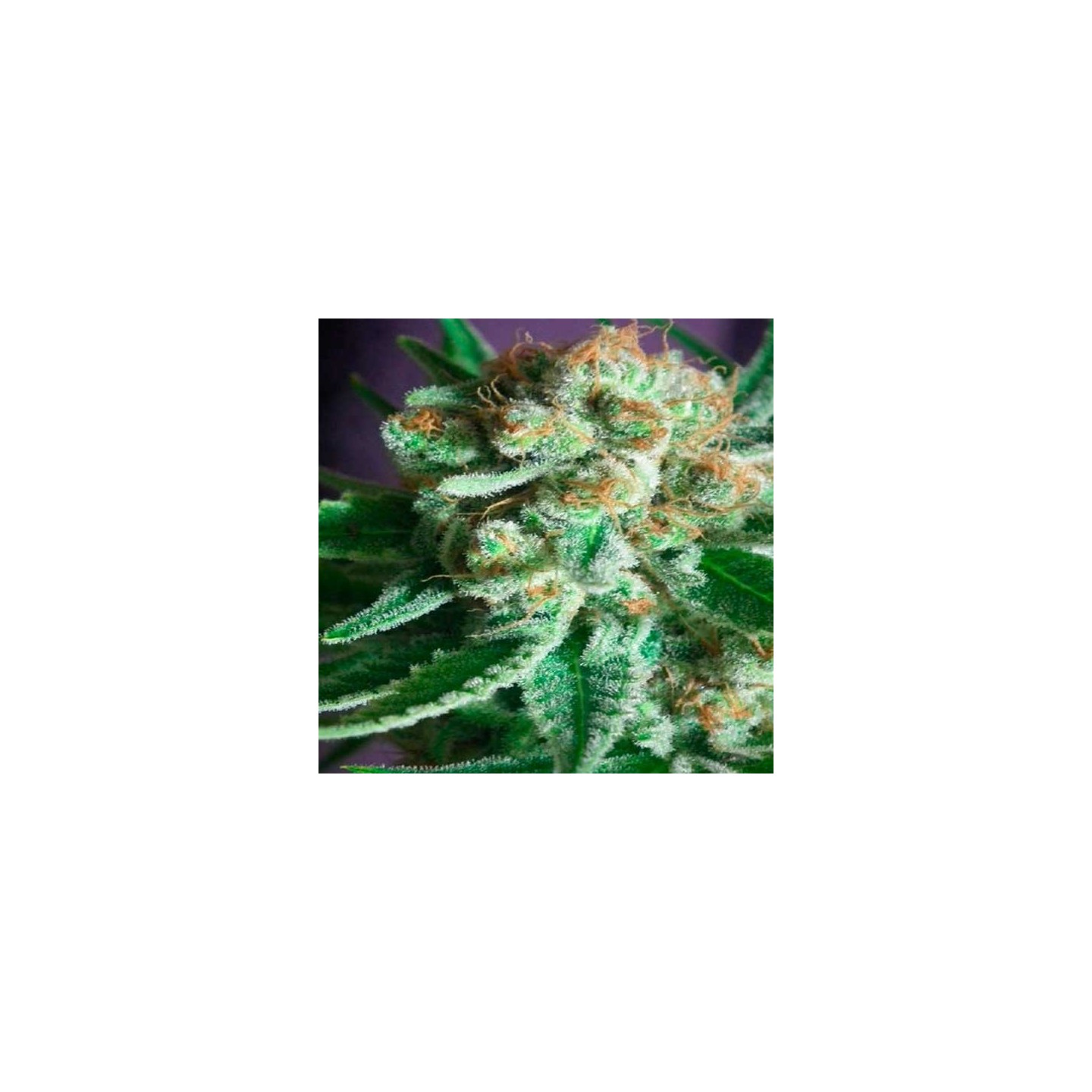 Shangri-la Regular de Tga-Subcool