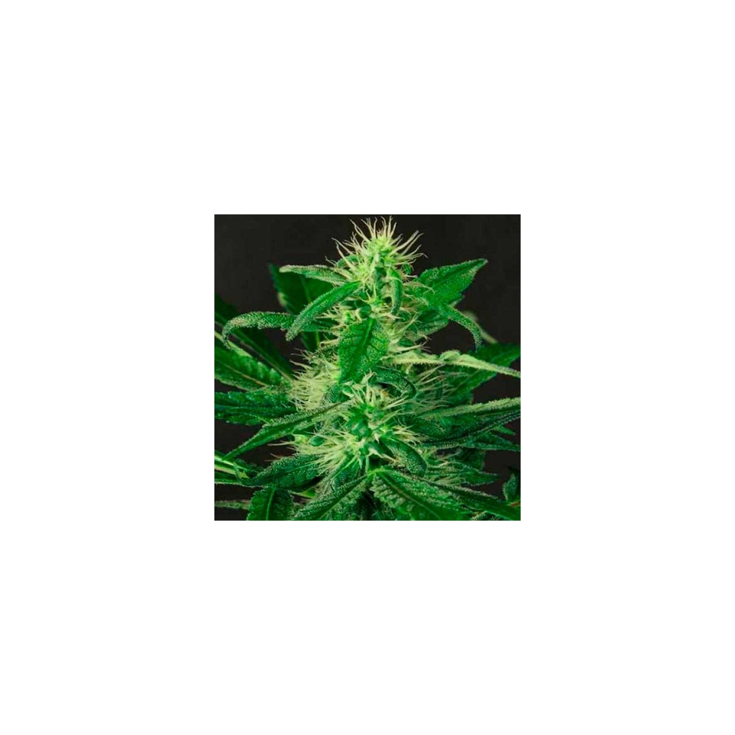 Gipsy Widow Feminizada de Exotic Seed