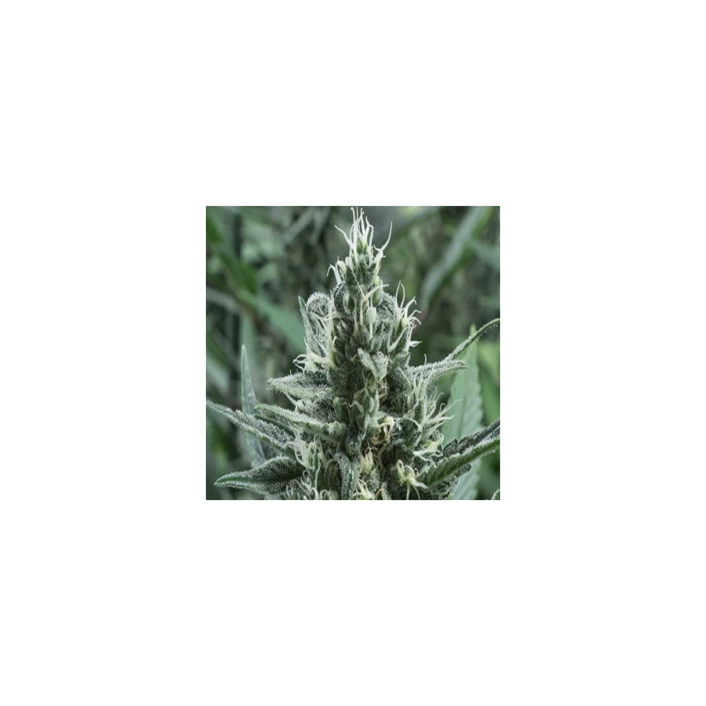 Gipsy Haze Feminizada de Eva Seeds