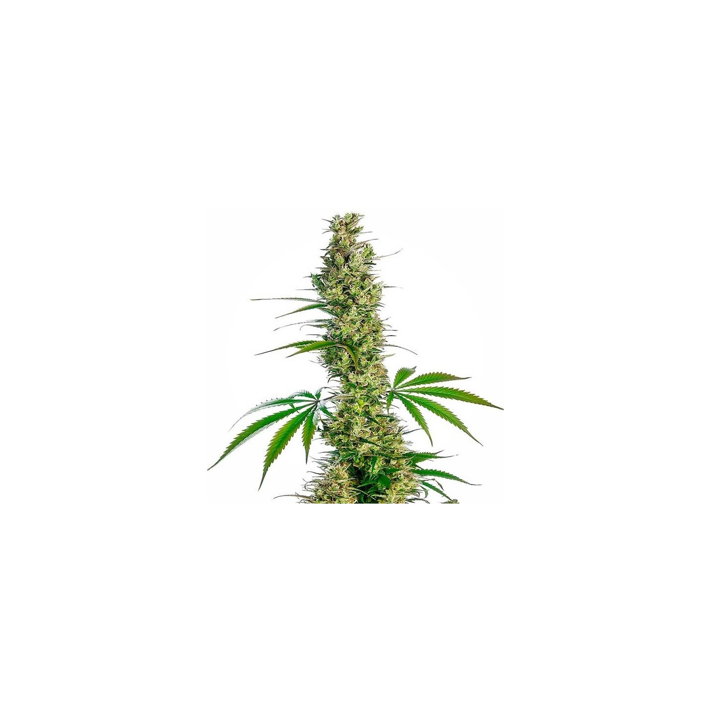 Eagle Bill Regular de Sensi Seeds
