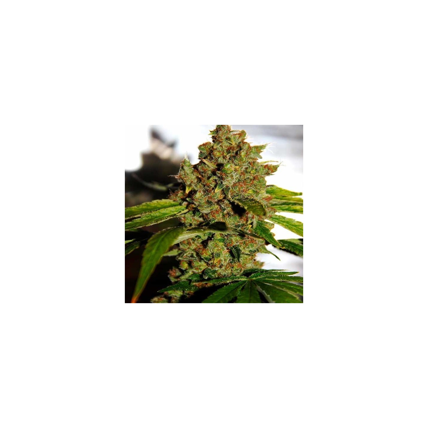pH Regular de CBD Crew Seeds