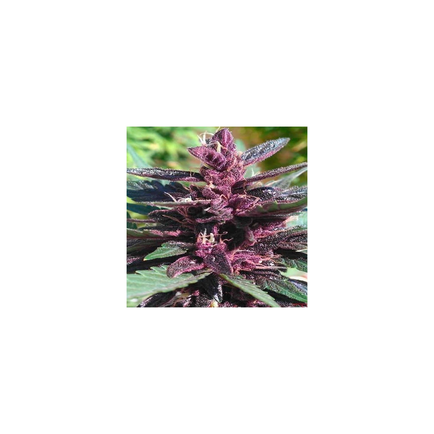 Purple Afghan Kush Feminizada de Dinafem