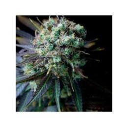 Dinamed CBD Feminizada de Dinafem