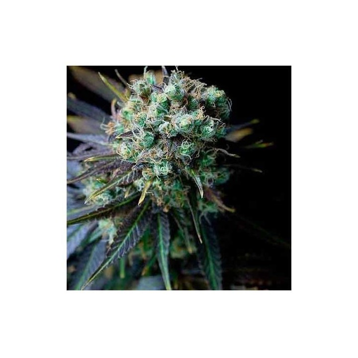 Dinamed CBD Feminizada de Dinafem