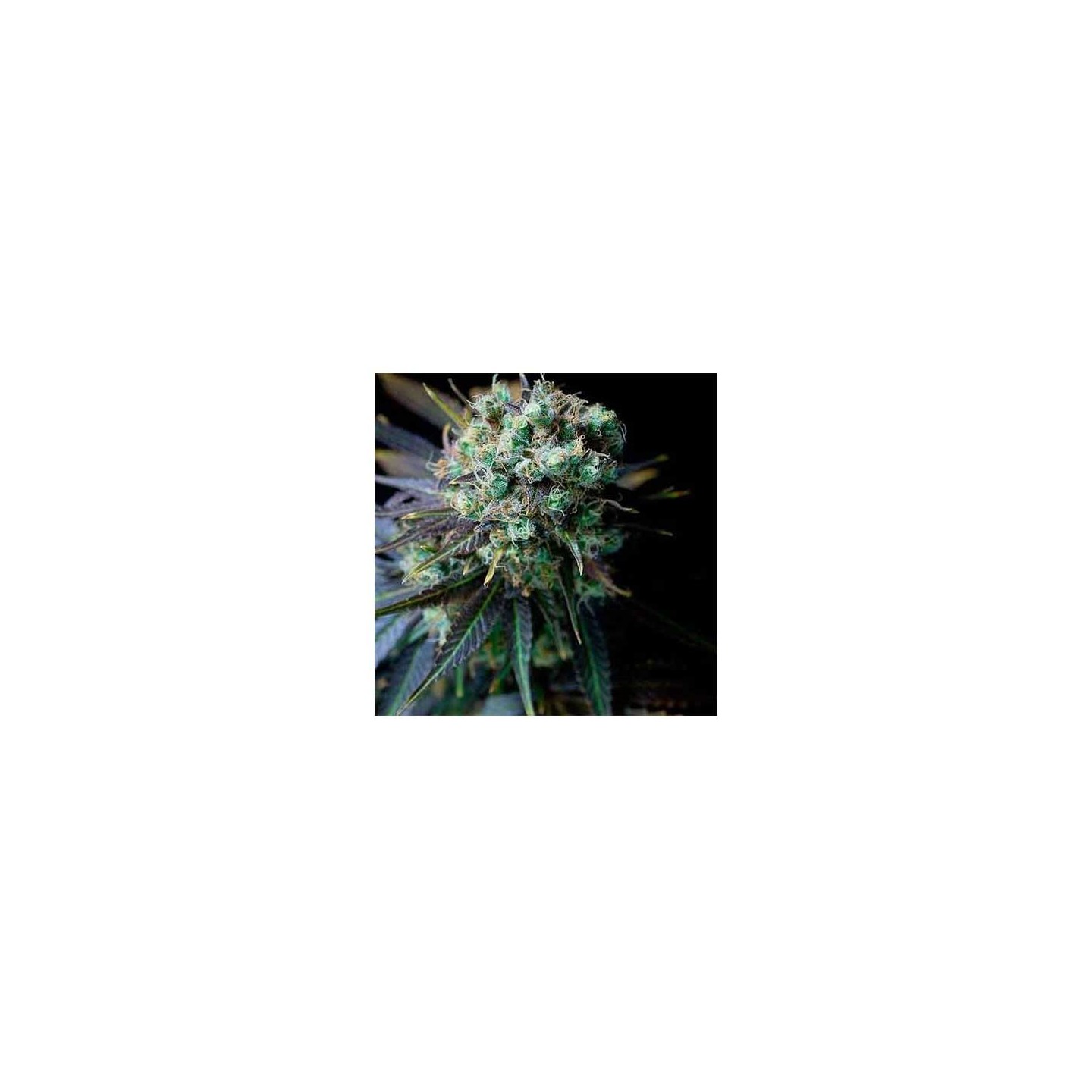 Dinamed CBD Feminizada de Dinafem