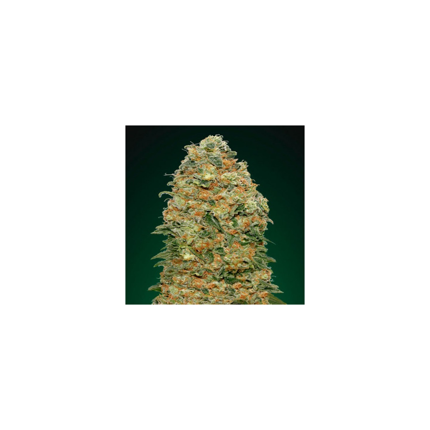 White Widow Feminizada de 00 Seeds