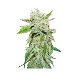 Original Juan Herer (Sativa Line) Feminizada de Delicious