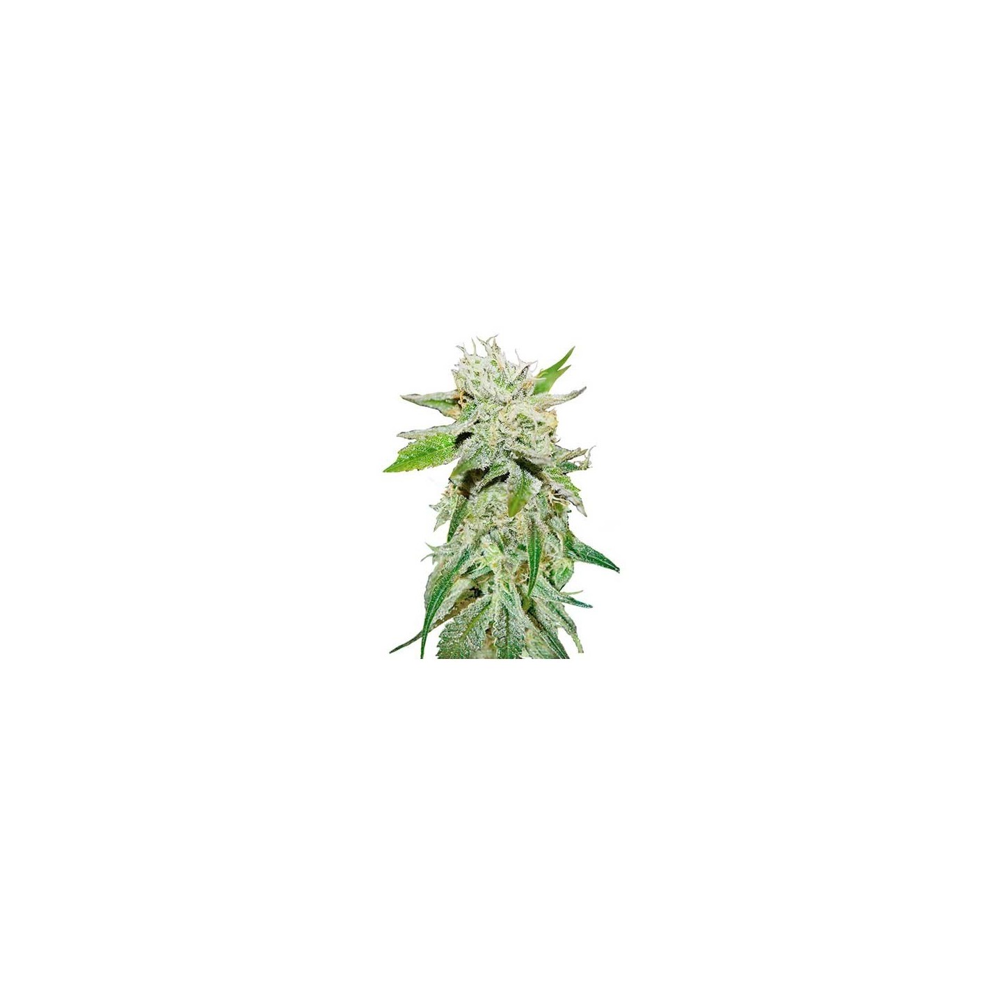 Original Juan Herer (Sativa Line) Feminizada de Delicious