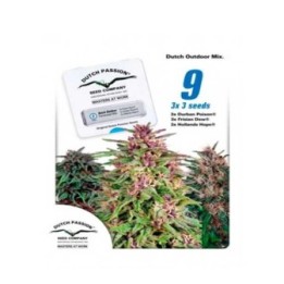 Dutch Outdoor Mix Feminizada de Dutch Passion
