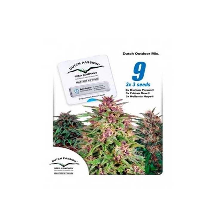Dutch Outdoor Mix Feminizada de Dutch Passion