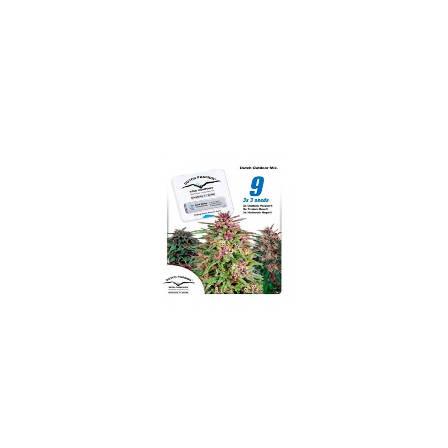 Dutch Outdoor Mix Feminizada de Dutch Passion