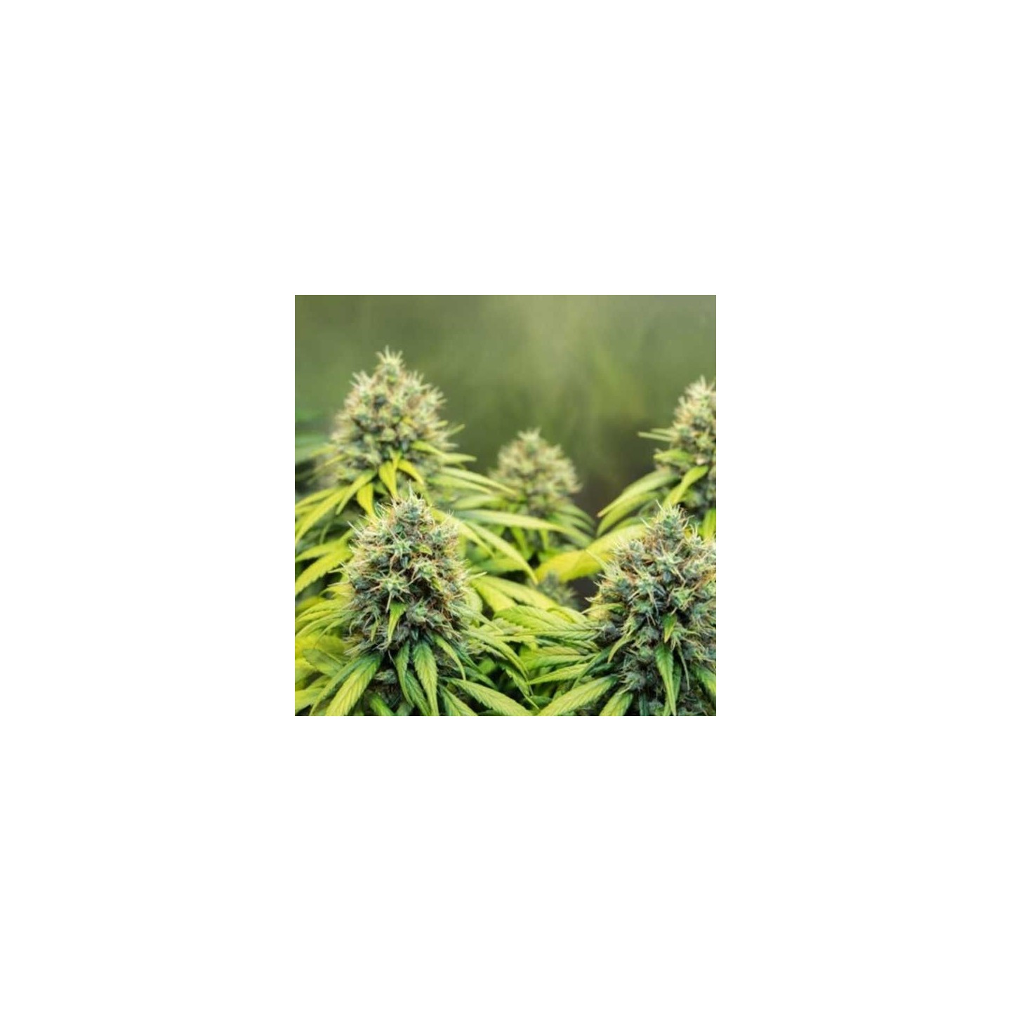 Therapy Feminizada de CBD Crew Seeds