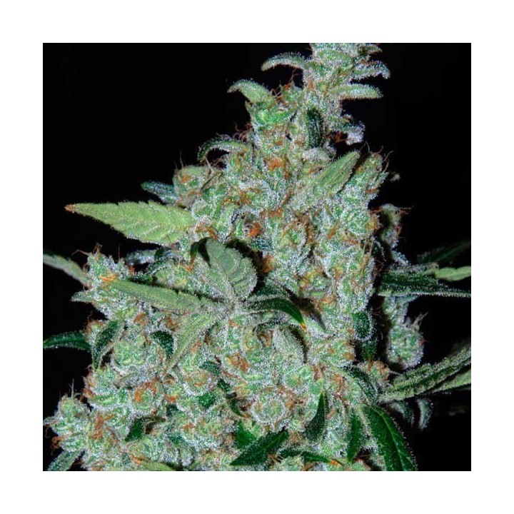 Purple Mexican Feminizada de Cannabiogen Seeds