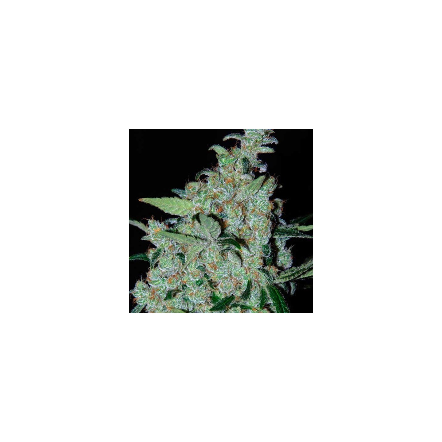 Purple Mexican Feminizada de Cannabiogen Seeds