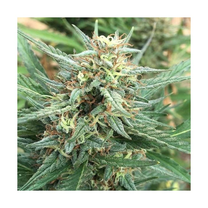 Durban Regular de Cannabiogen Seeds
