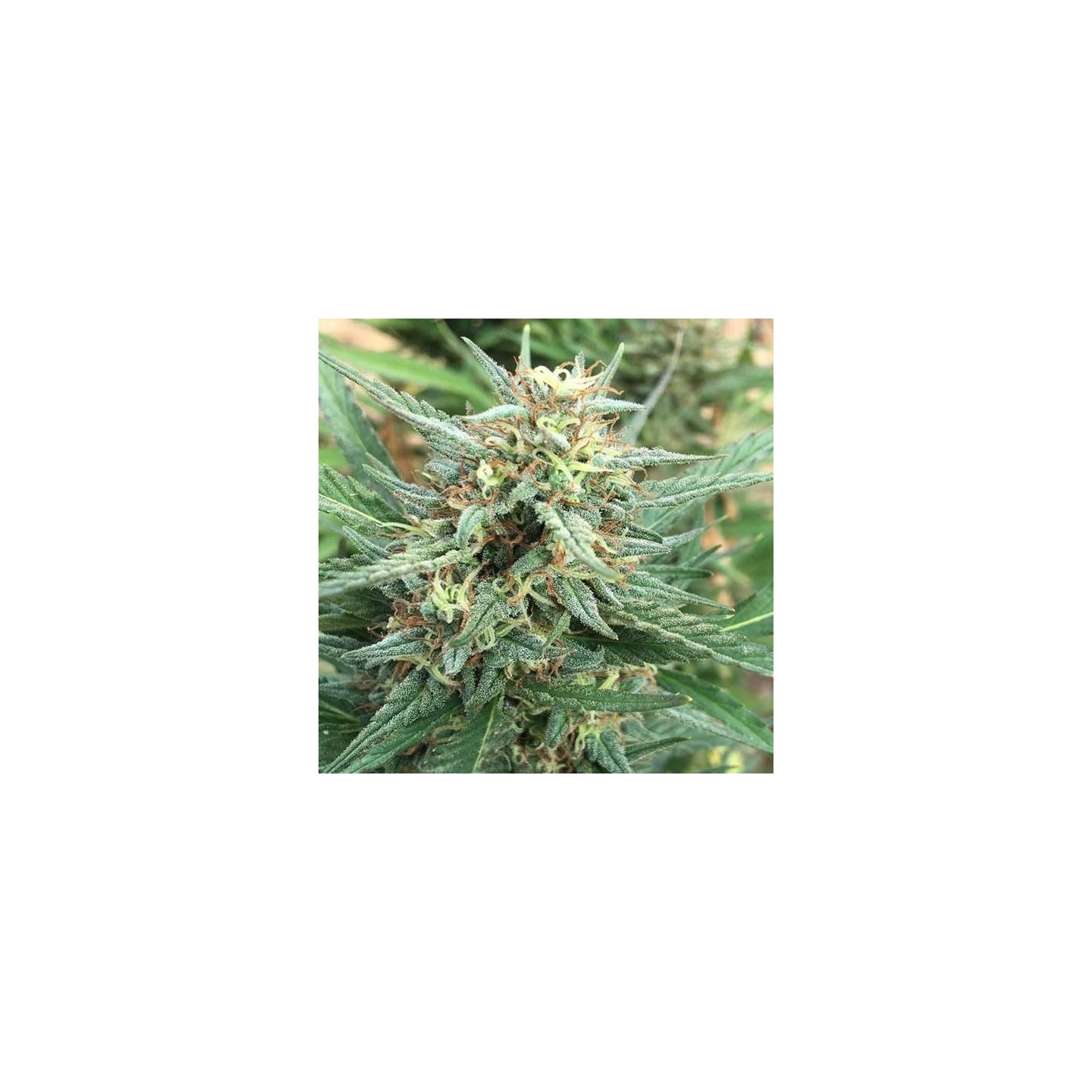 Durban Regular de Cannabiogen Seeds
