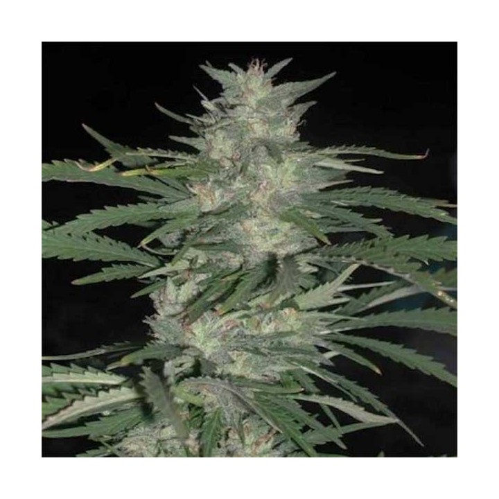 Nepal Highland Regular de Cannabiogen Seeds