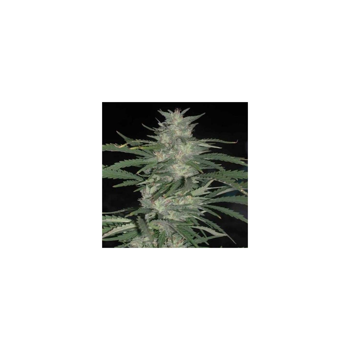 Nepal Highland Regular de Cannabiogen Seeds