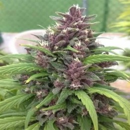 Pakistan Chitral Kush Regular de Cannabiogen Seeds