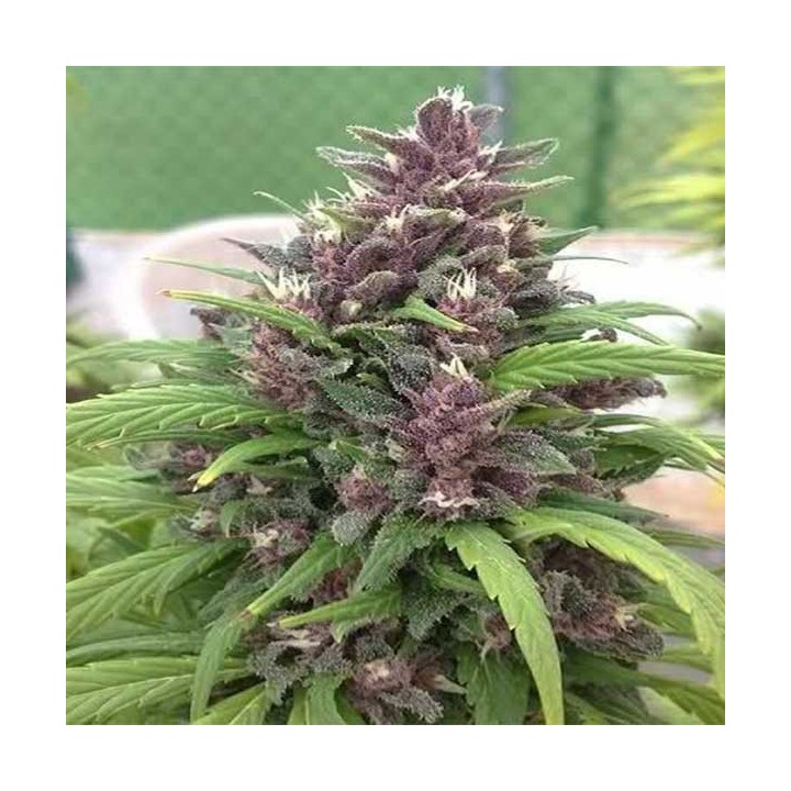 Pakistan Chitral Kush Regular de Cannabiogen Seeds