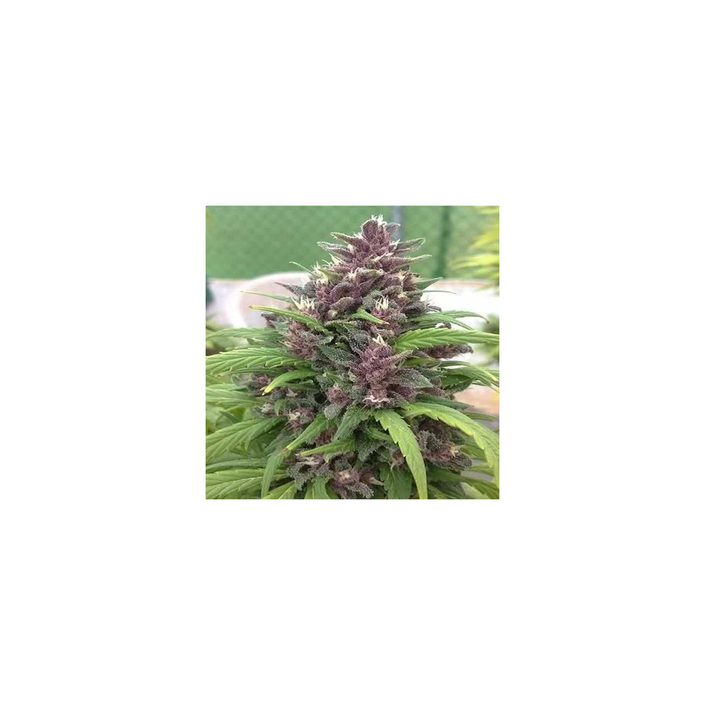 Pakistan Chitral Kush Regular de Cannabiogen Seeds