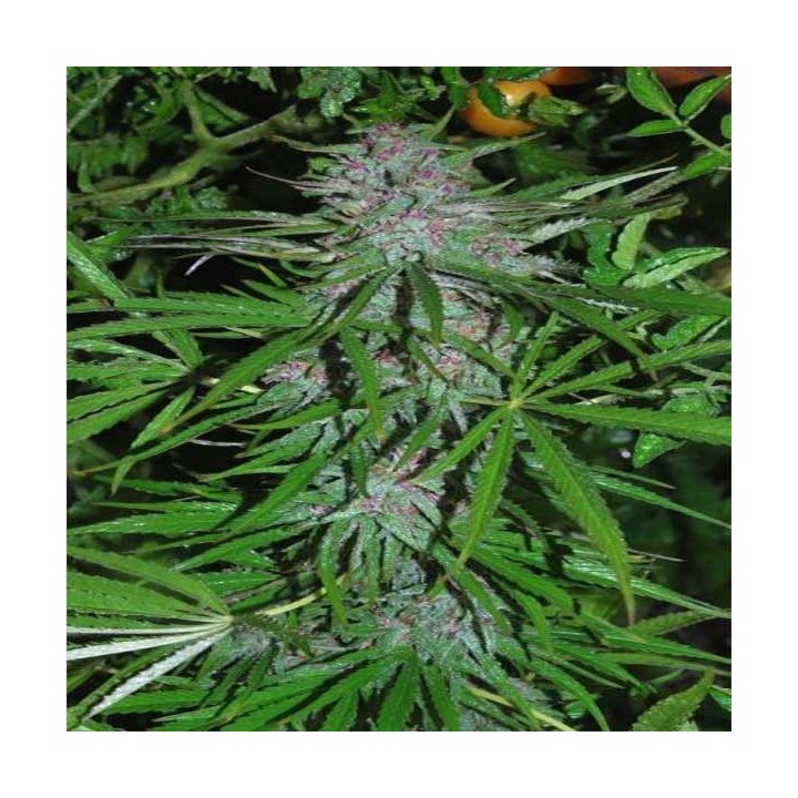Panama Regular de Cannabiogen Seeds