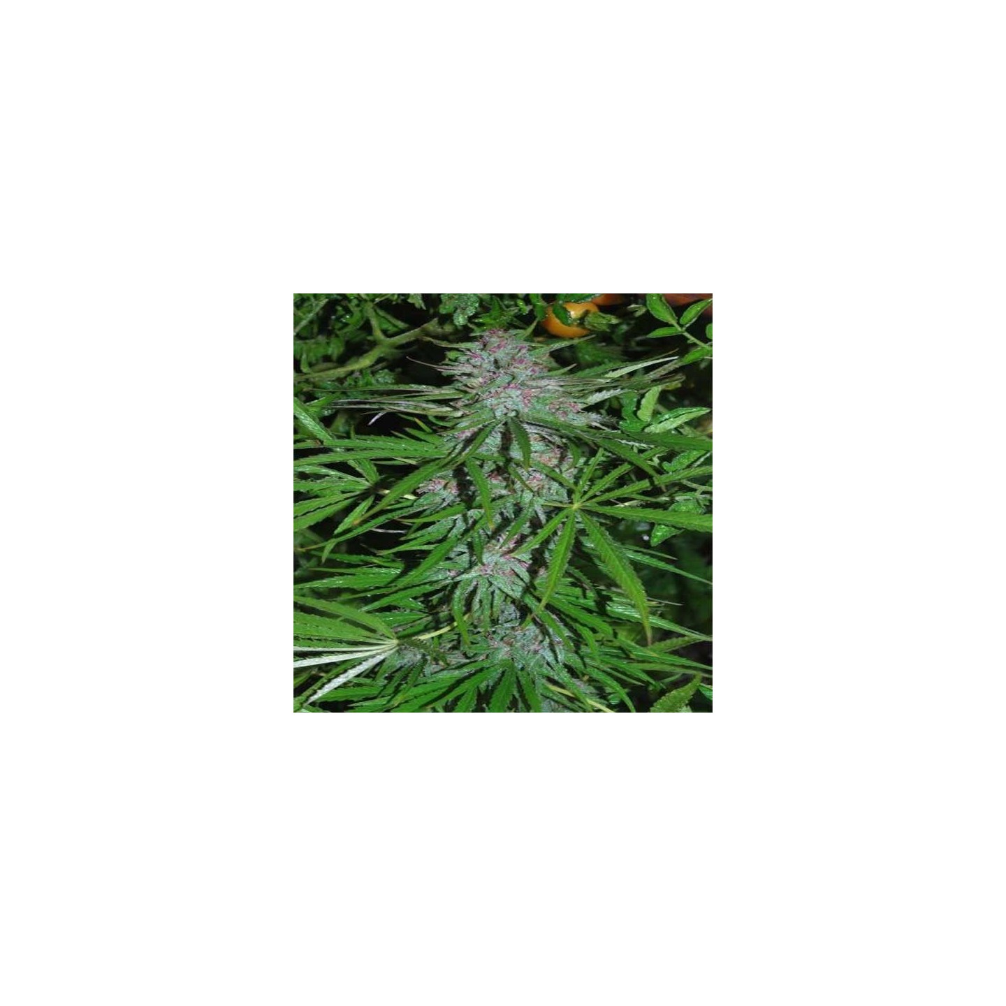 Panama Regular de Cannabiogen Seeds