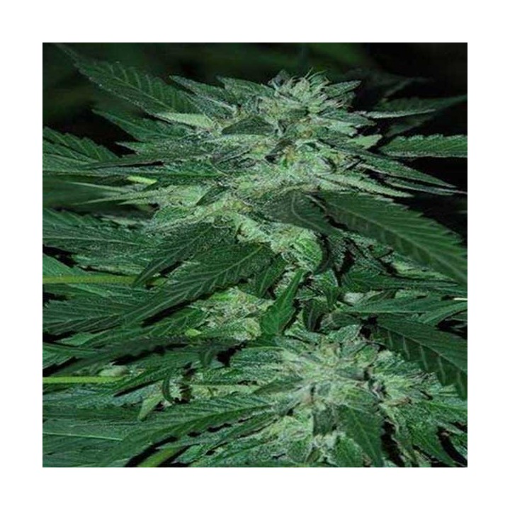 Bubba Delight Feminizada de Cannabiogen Seeds