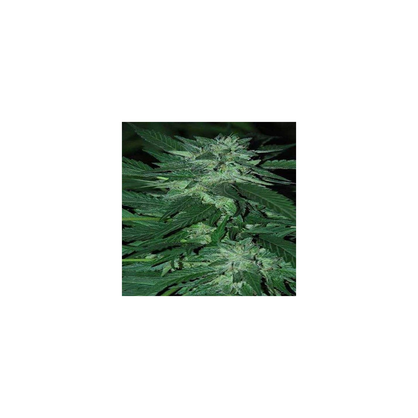 Bubba Delight Feminizada de Cannabiogen Seeds