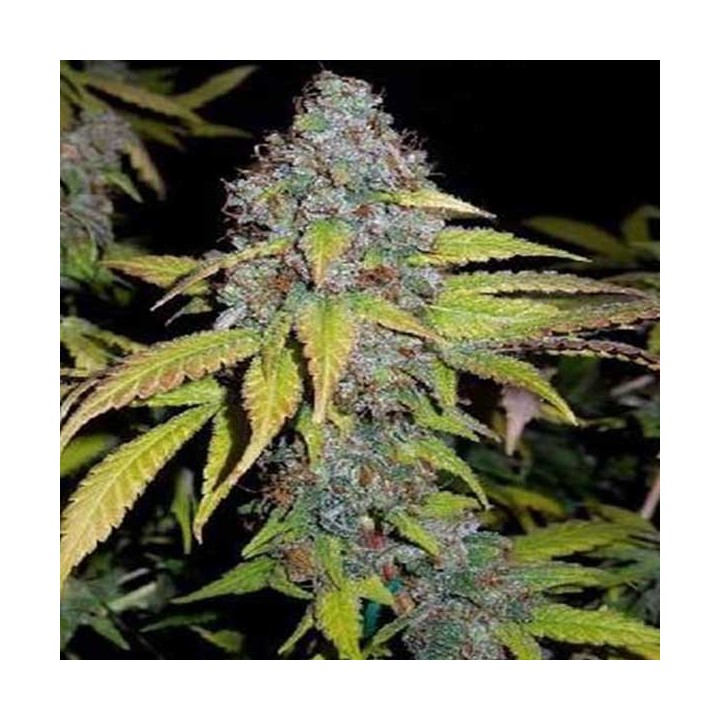 Hash Fruit Feminizada de Cannabiogen Seeds