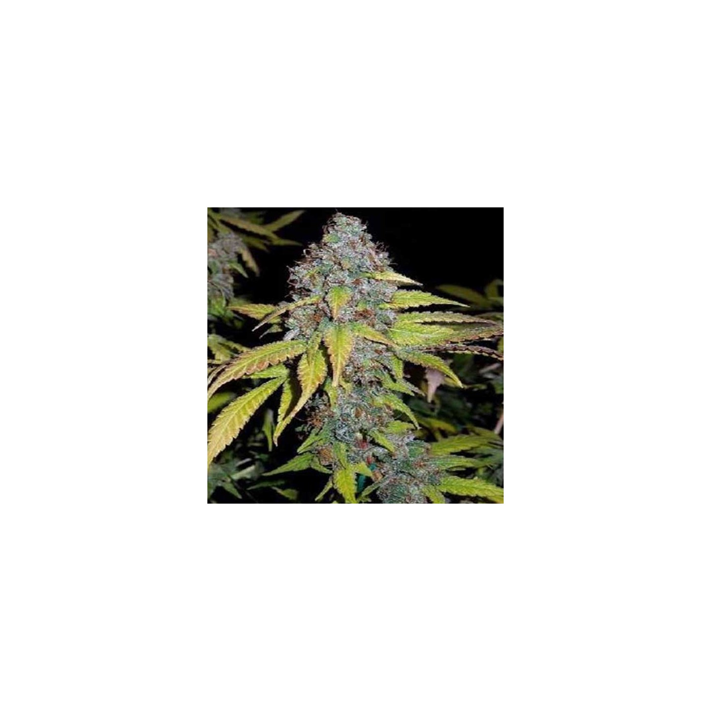 Hash Fruit Feminizada de Cannabiogen Seeds
