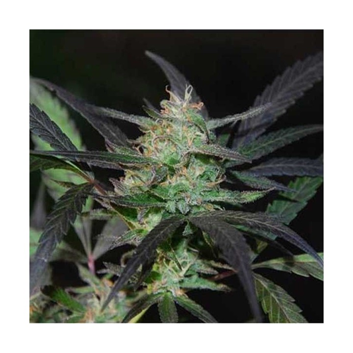 Mangobiche Kush Feminizada de Cannabiogen Seeds