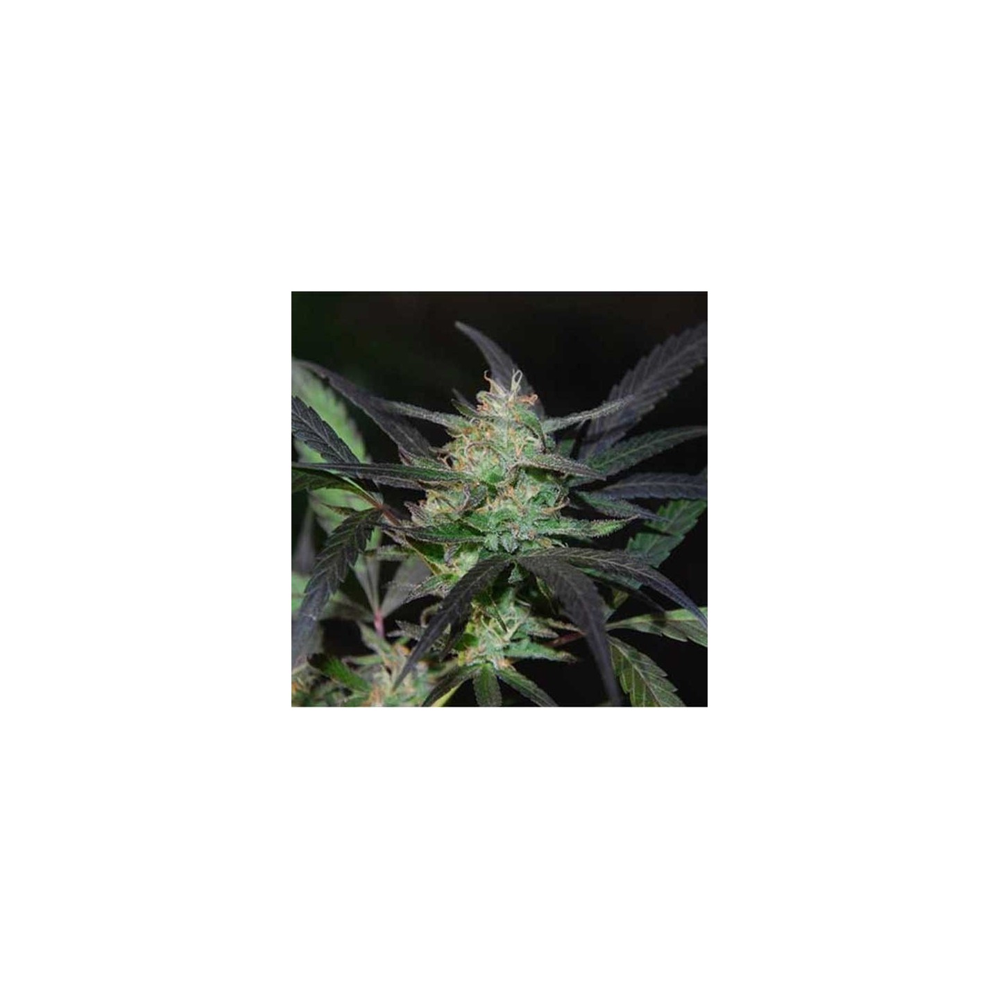 Mangobiche Kush Feminizada de Cannabiogen Seeds
