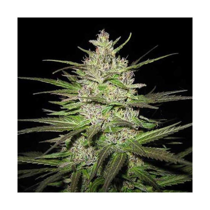 Caribe Regular de Cannabiogen Seeds