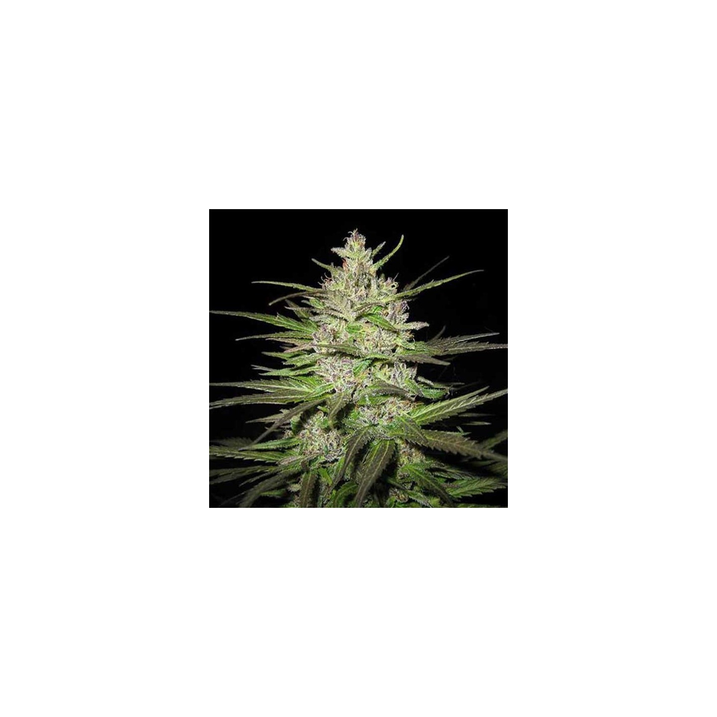 Caribe Regular de Cannabiogen Seeds