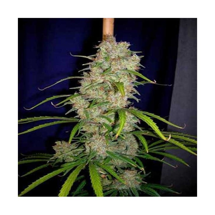 Destroyer Regular de Cannabiogen Seeds