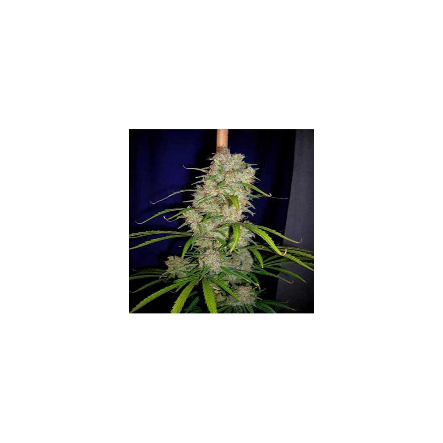 Destroyer Regular de Cannabiogen Seeds
