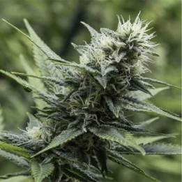 Leshaze Regular de Cannabiogen Seeds