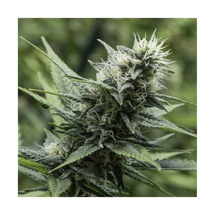 Leshaze Regular de Cannabiogen Seeds
