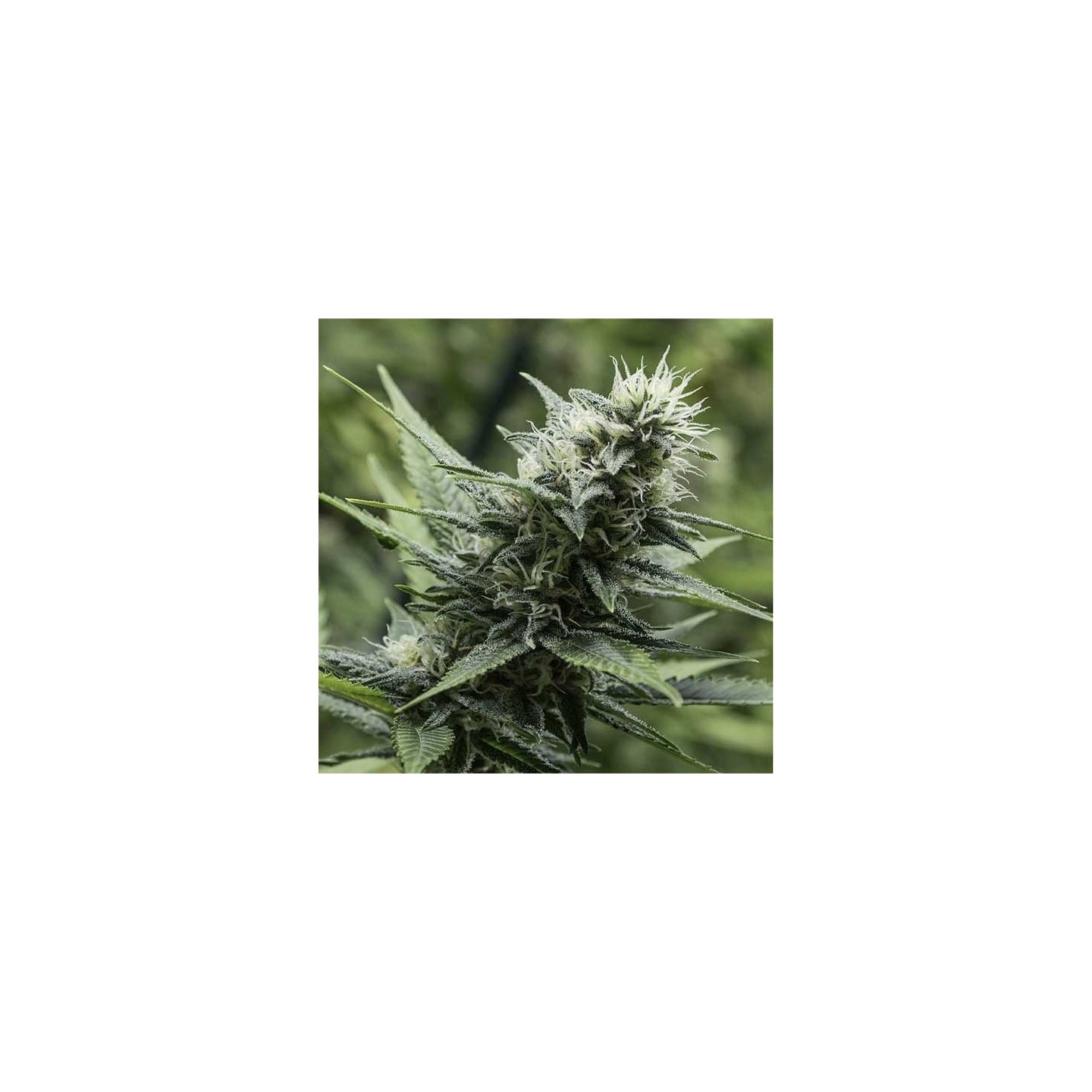 Leshaze Regular de Cannabiogen Seeds