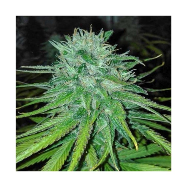 Michoacan Cream Feminizada de Cannabiogen Seeds