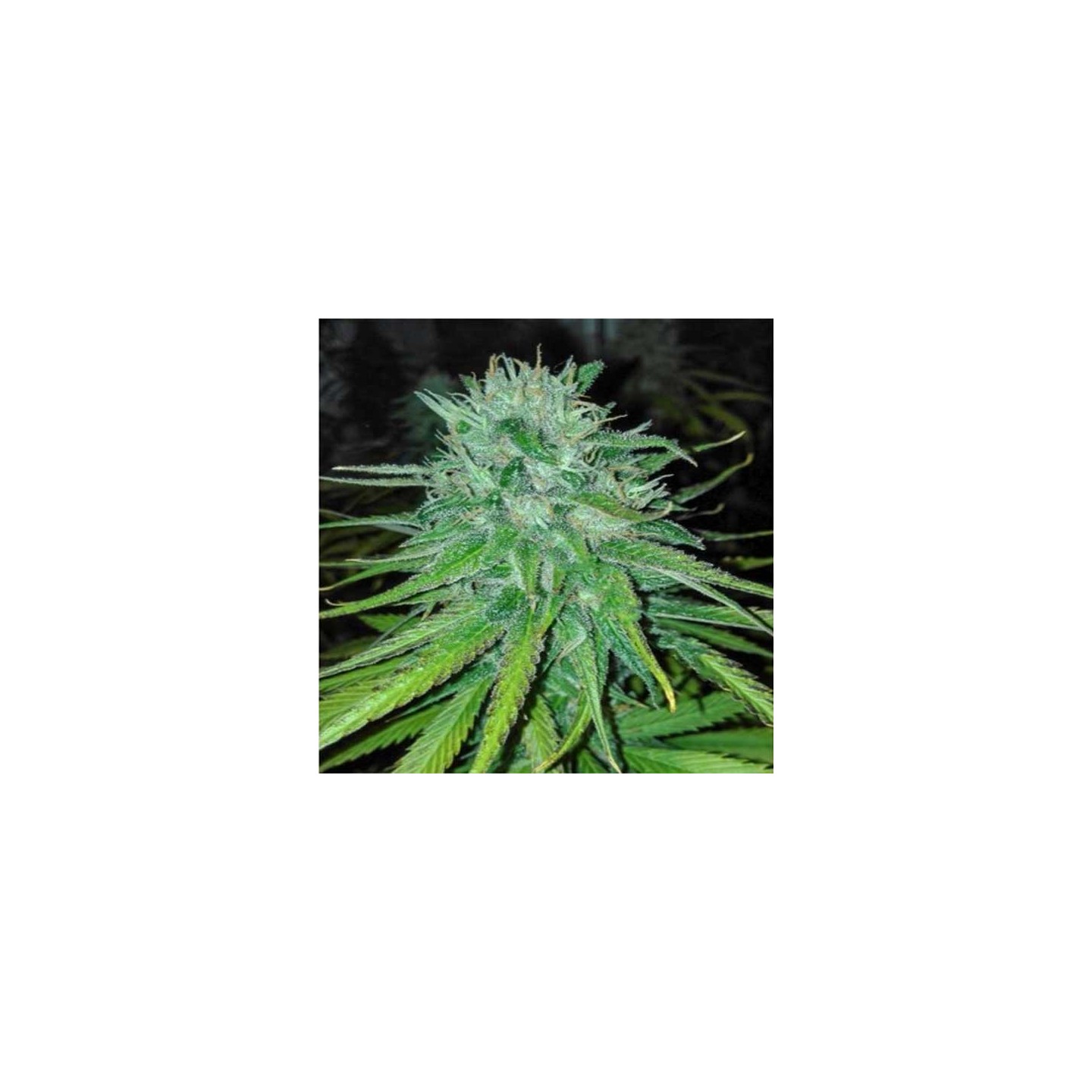 Michoacan Cream Feminizada de Cannabiogen Seeds