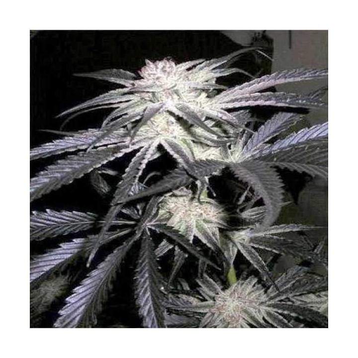 Peyote Purple Feminizada de Cannabiogen Seeds