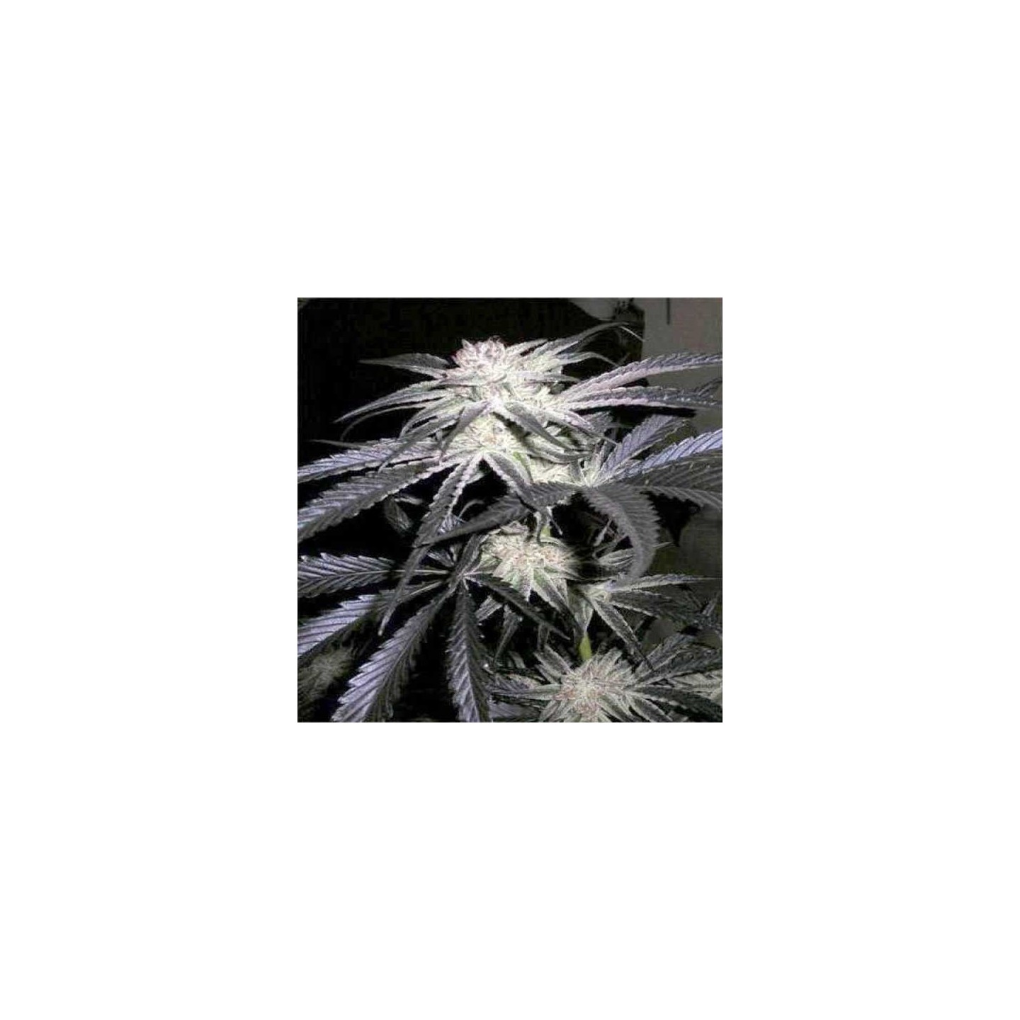 Peyote Purple Feminizada de Cannabiogen Seeds