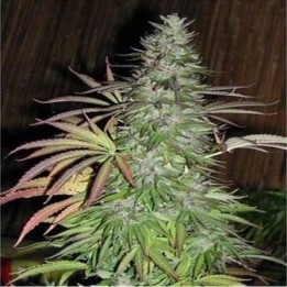 Sugarloaf Regular de Cannabiogen Seeds